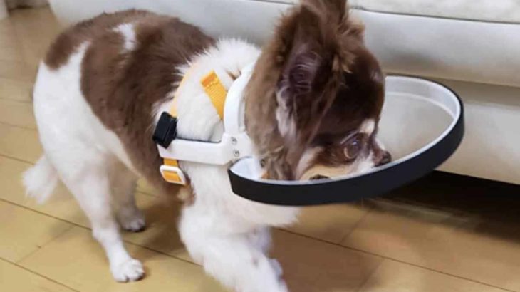 犬 失明 グッズ の検索結果 視力を失った犬のための装着具ドッグバンパー