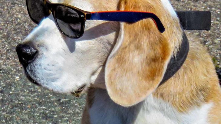 メディア掲載情報 視力を失った犬のための装着具ドッグバンパー