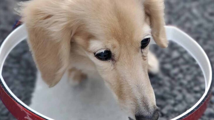 目の見えない犬の補助グッズ ドッグバンパー